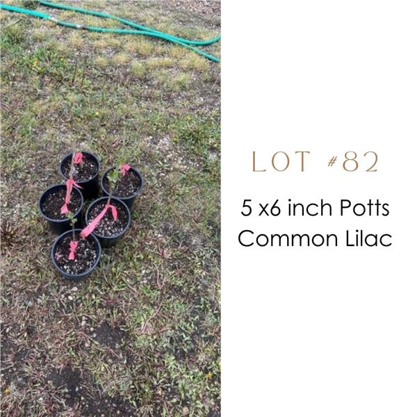Lot:  82