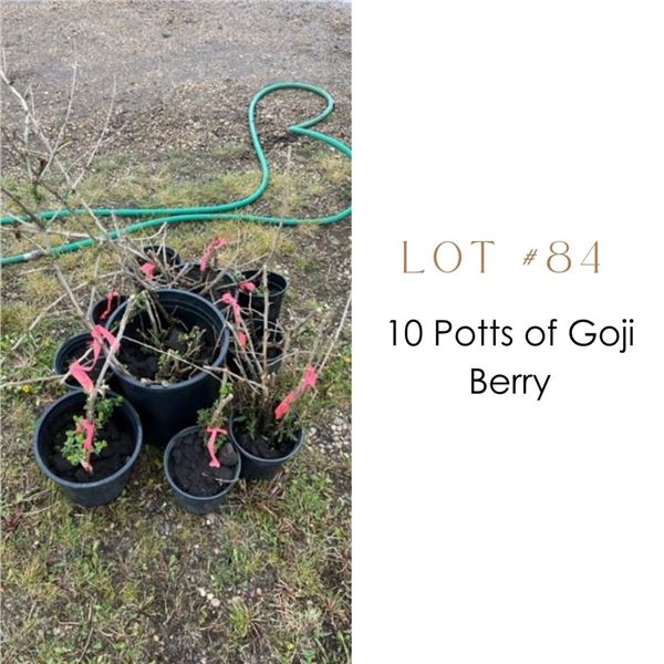Lot:  84