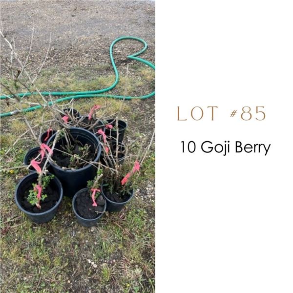 Lot:  85