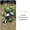Image 1 : Lot:  103
