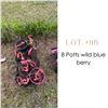 Image 1 : Lot:  116