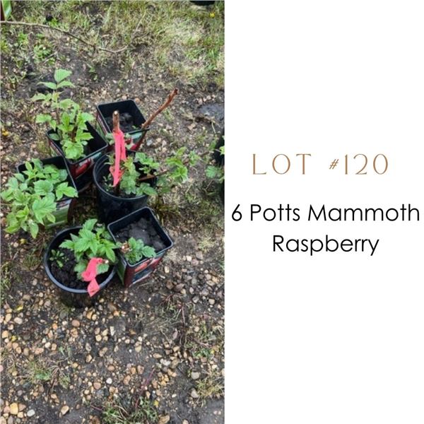 Lot:  120