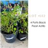 Image 1 : Lot:  142
