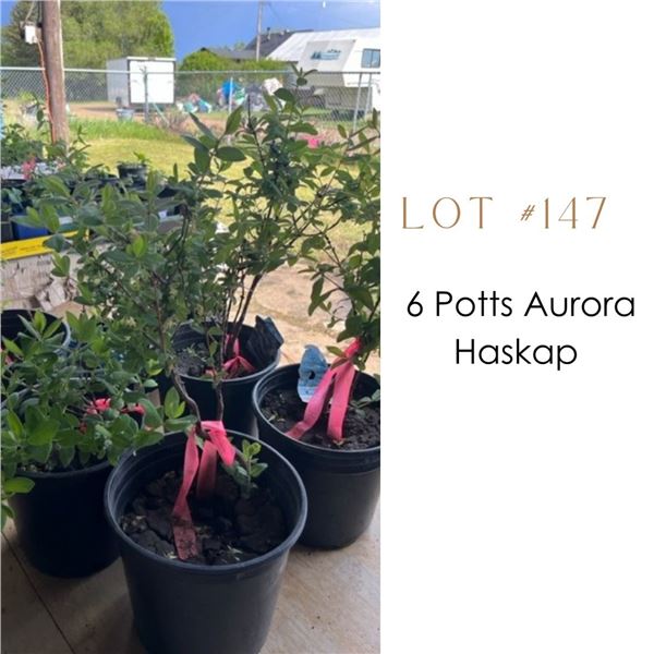 Lot:  147