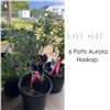 Image 1 : Lot:  147