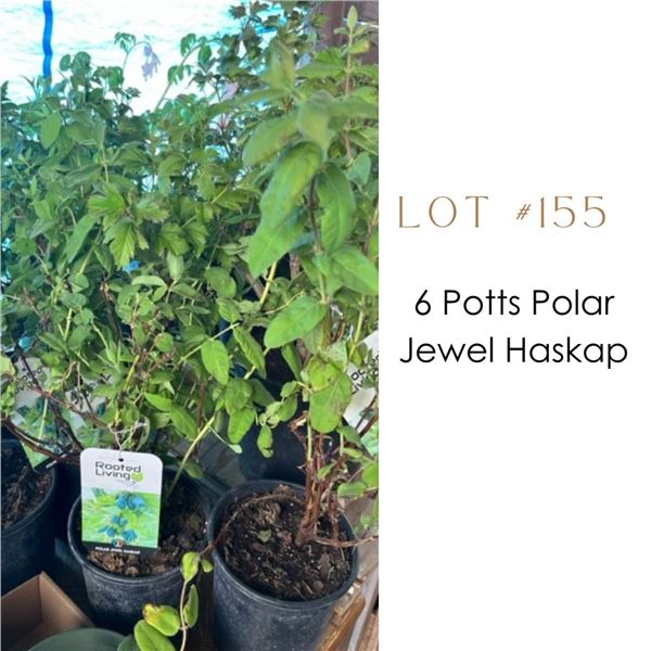 Lot:  155