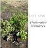 Image 1 : Lot:  159