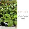 Image 1 : Lot:  184