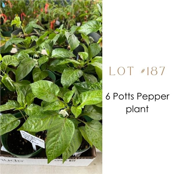 Lot:  187