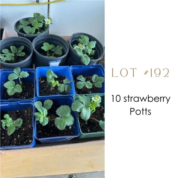 Lot:  192