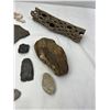 Image 2 : Assorted Fossils & Rocks & Petrified Wood
