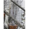Image 2 : Décor Trees - 14