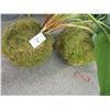 Image 2 : Hanging Silk Plants - 5