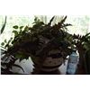 Image 3 : Artificial plant in a pot