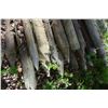 Image 3 : Misc Lot Of Fence Posts