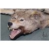 Image 2 : Timber Wolf full head mounted rug, approximately 73" from nose to tip of tail. NOTE: Can only be shi