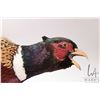 Image 2 : Mounted pheasant in flight, designed for wall mounting. Note: This item is not available for shippin