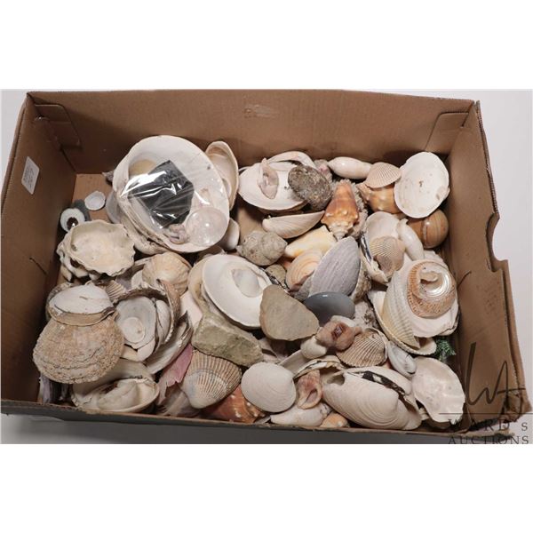 Large selection of beach finds including seashells, rocks etc. Note: This item is not available for 