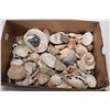 Image 1 : Large selection of beach finds including seashells, rocks etc. Note: This item is not available for 