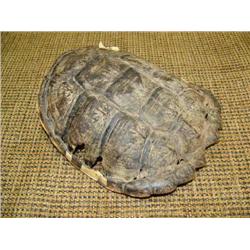 Turtle shell (159)