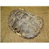 Image 1 : Turtle shell (159)