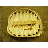 Image 2 : Turtle shell (159)
