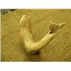 Image 3 : 5 1/4" bone carving of bowhead whale (2)