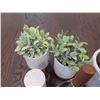 Image 3 : Multiple Kitchen Accessories: Utensils, Plants in Pots, Grater, etc