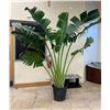 Image 1 : Live Traveler Palm Approximately 8-Foot Tall (this is a live plant)