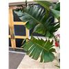 Image 2 : Live Traveler Palm Approximately 8-Foot Tall (this is a live plant)