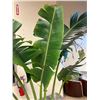 Image 3 : Live Traveler Palm Approximately 8-Foot Tall (this is a live plant)