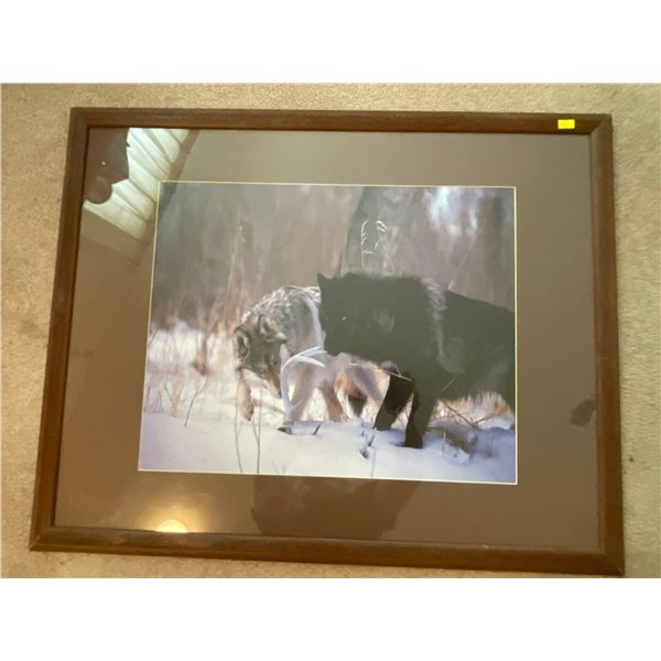 Large Photograph Wolves 30 x 24