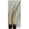 Image 1 : Standing Tusks