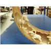 Image 2 : Horn with ivory rams on wood base 9.5" tall, 8" width (33)