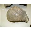 Image 1 : Walrus bone (33)