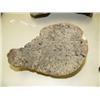 Image 2 : Walrus bone (33)