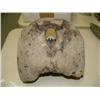 Image 1 : Walrus skulls (33)