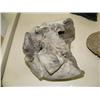 Image 2 : Walrus skulls (33)