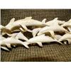 Image 3 : Imported school of porpoise of bone 12" long, 3" tall (33)