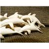 Image 4 : Imported school of porpoise of bone 12" long, 3" tall (33)