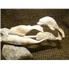Image 4 : Imported narwhale, walrus, killer whale of bone 4" tall, 7.5" long (33)