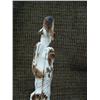Image 3 : Ivory bear with eagle, 8" tall by Jerry Wkay (33)
