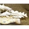 Image 3 : Imported salmon 4" tall 7" diameter (33)