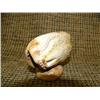 Image 2 : Ivory wolf head on ivory base by Leleakk (33)