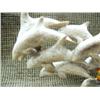 Image 2 : Imported bone carving of whales 5" tall 8" long (33)