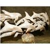 Image 5 : Imported bone carving of whales 5" tall 8" long (33)