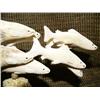 Image 2 : Bone carving 5" high 9" long of salmon - imported (33)