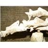 Image 3 : Bone carving 5" high 9" long of salmon - imported (33)