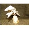 Image 4 : Bone carving 5" high 9" long of salmon - imported (33)