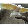 Image 4 : Very interesting eagle with salmon of ivory on antler base - may be imported (33)